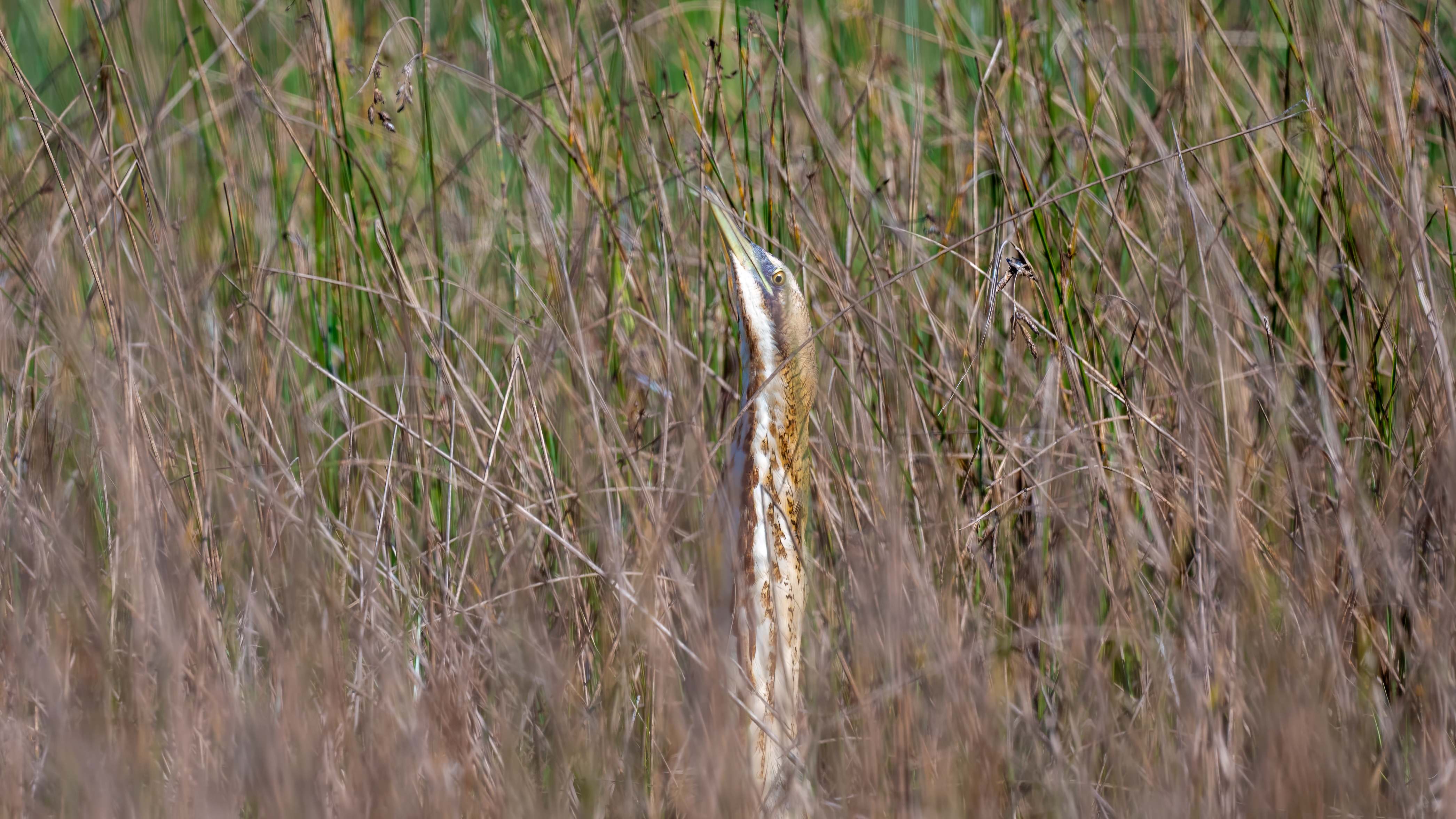 Great Bittern